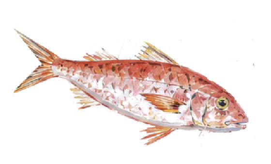 Red mullet